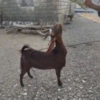 بز‌ پاکستانی‌ ابستن‌ ۴ماه