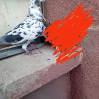 دو عدد کفتر نر