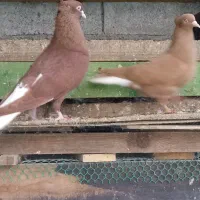 کبوتر دمسفید