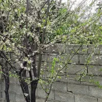 زمین-مسکونی-روستای-ناریوران-بندپی-بابل