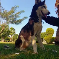 هاسگی|سگ|گنبد کاووس, |دیوار