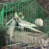 طوطی عروس هلندی|پرنده|لاهیجان, لیل|دیوار