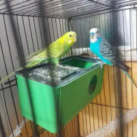 ۲جفت مرغ عشق مولد