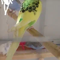 مرغ عشق تخم گذار|پرنده|سراب, |دیوار