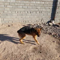 ژرمن|سگ|قزوین, |دیوار