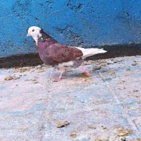 کفتر شازده هما سرور