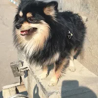 فروش سگ پامرانین روباه ای|سگ|پاکدشت, پاکدشت (مامازند)|دیوار