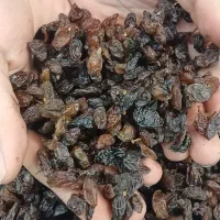 کشمش آفتابی و شیره خرما