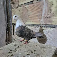 کله سفید کربلایی ماده