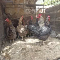 مرغ تخم گزار