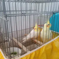 یک جفت عروس هلندی لوتینو با قفس و لونه