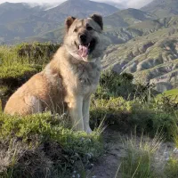 سگ نگهبان