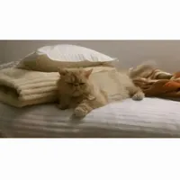 گربه