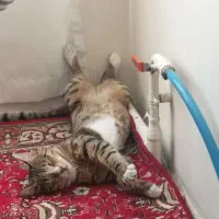 گربه گمشده پلنگی ماده ۳ ساله|حیوانات|تبریز, |دیوار