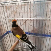 سهره سرسیا 10عدد نقش|پرنده|شیراز, کوشک میدان|دیوار