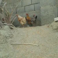 مرغ محلی تخم گذار|حیوانات مزرعه|بند زرک, |دیوار