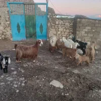 هفت عدد بز با بزغاله