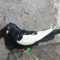 سینه سیاه نر|پرنده|مشهد, امیریه|دیوار