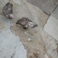 دوتا بوقلمون باب داشت