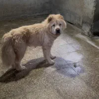 ماده چاو چاو|سگ|قائم‌شهر, |دیوار