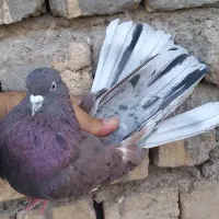 کفتر خال قدیم