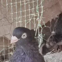 فروش کفتر صرب قهوه ای ماده بسیار عالی