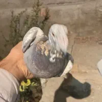 کبوتر|پرنده|ایرانشهر, |دیوار