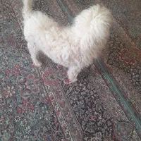 سگ پاکوتا خوشگل