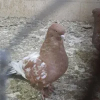 کله ای نر ۳/۴