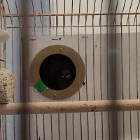 طوطی گرینچیک|پرنده|مشهد, نیروی هوایی|دیوار