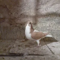 چپ ماده ،هفترنگ نر کفتر|پرنده|اقبالیه, |دیوار