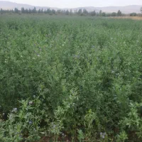 بذر یونجه بوجارشده ۵۰۰ کیلو|حیوانات مزرعه|زالیان, |دیوار