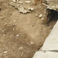 واگذاری توله نگهبان نر|سگ|کرمانشاه, |دیوار