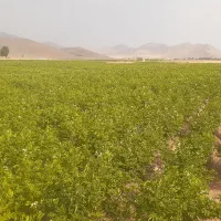 کاه لوبیا مرغوب
