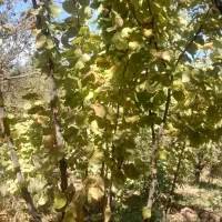 باغ|فروش زمین و ملک کلنگی|سلطانیه, |دیوار