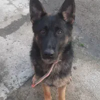 سگ ژرمن گمشده