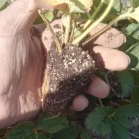نهال توت فرنگی از کردستان به صورت نقد و شرایطی|خدمات باغبانی و درختکاری|جیرفت, |دیوار