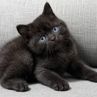 گربه بریتیش نر و ماده