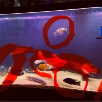 ماهی پوزه میمونی پرت سیچیلاید