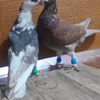 دوعدد کبوتر پرشی|پرنده|محمدیه-قزوین, |دیوار