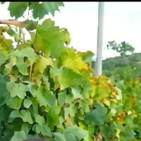 جدیدترین هدیه