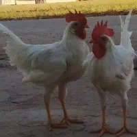 خروس