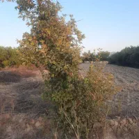فروش زمین نصف قیمت بازار ب دلیل مهاجرت