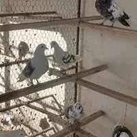 کبوتر تهرانی