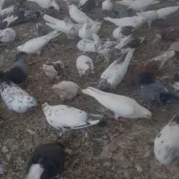 کبوتر|پرنده|خلجستان, |دیوار