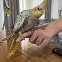 جوجه عروس هلندی ۲ماهه