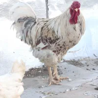 خروس ویاندوت اورنج