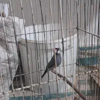 فنج بلبلی|پرنده|خرمشهر, |دیوار