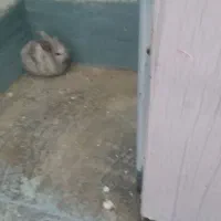 خرگوش|موش و خرگوش|بهبهان, |دیوار