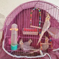 عروس هلندی|پرنده|رشت, قاسمیه|دیوار